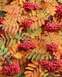 "Abundance", an 11 x 14 fine art photograph by Bruce Jackson
