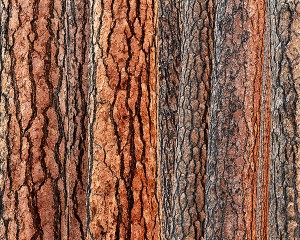 "Tapestry of Life" a fine art photograph of a grove of Ponderosa pines by Bruce Jackson.