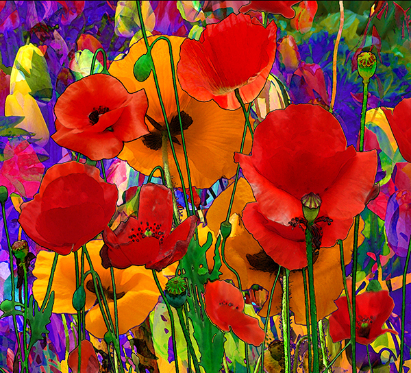 Read more about the article Dorothy Freudenberg presents retrospective of digital media flower images
