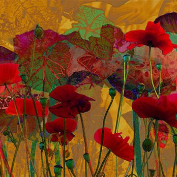 Poppies Waking From A Dream — Dorothy Freudenberg