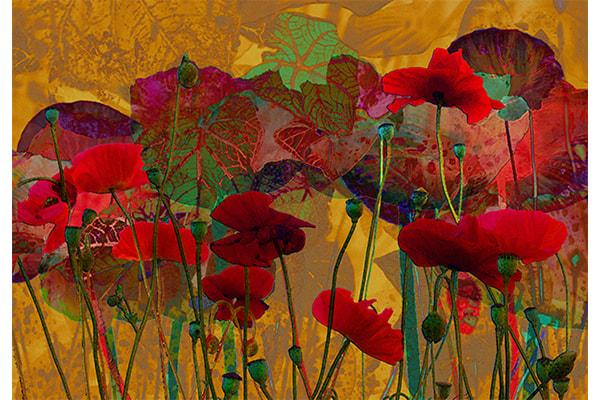 Poppies Waking From A Dream — Dorothy Freudenberg