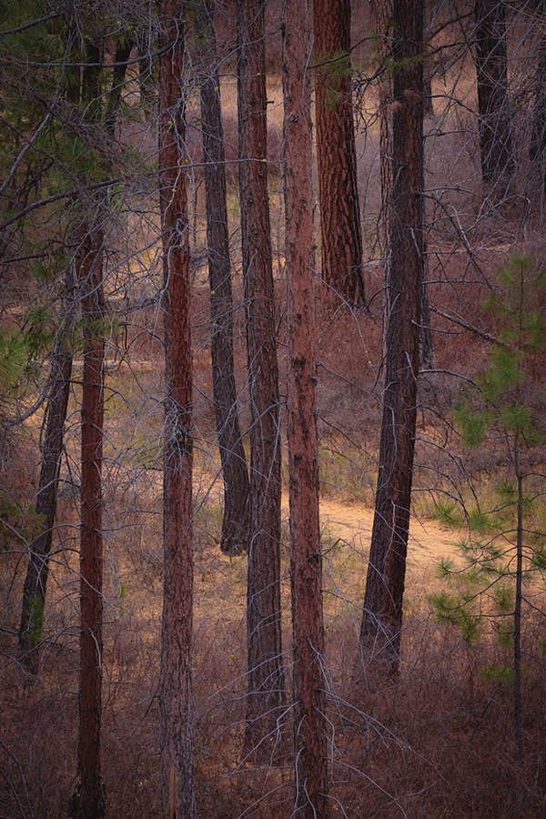 The Path by Dorothy Freudenberg