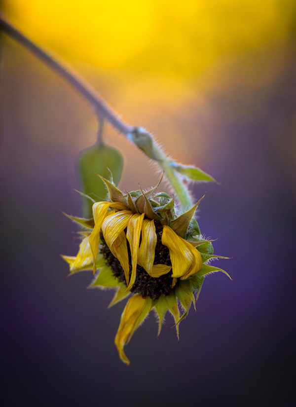 Last Sunflower by Dorothy Freudenberg