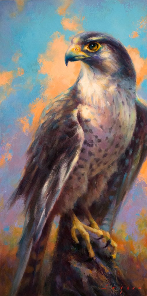 A portrait of a Peregrine Falcon by Katherine Taylor