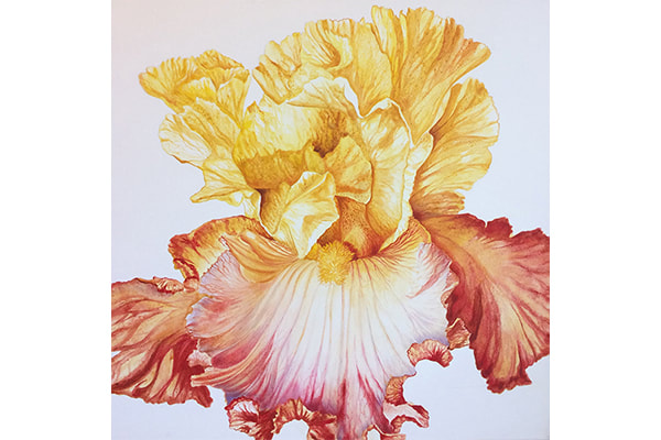 Garden Iris — Annie Ferder