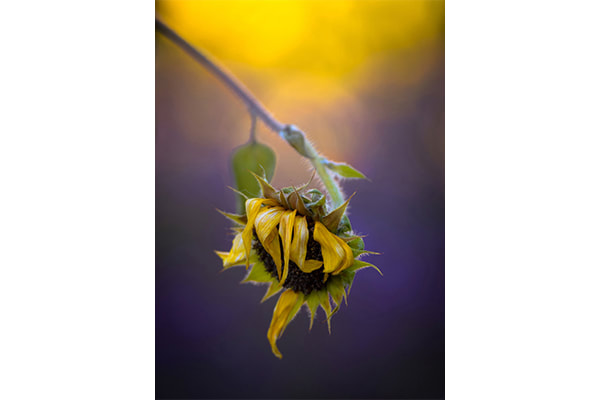A Sunflower’s Last Moments — Dorothy Freudenberg