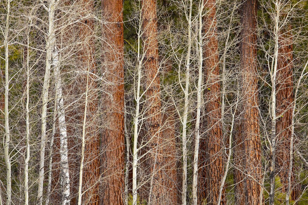 Bruce Jackson's fine art photograph, "Behind the Veil, Black Butte Ranch" 