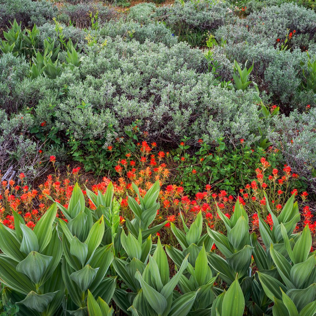 Layers of mountain wildflowers create a composition photographed by Bruce Jackson