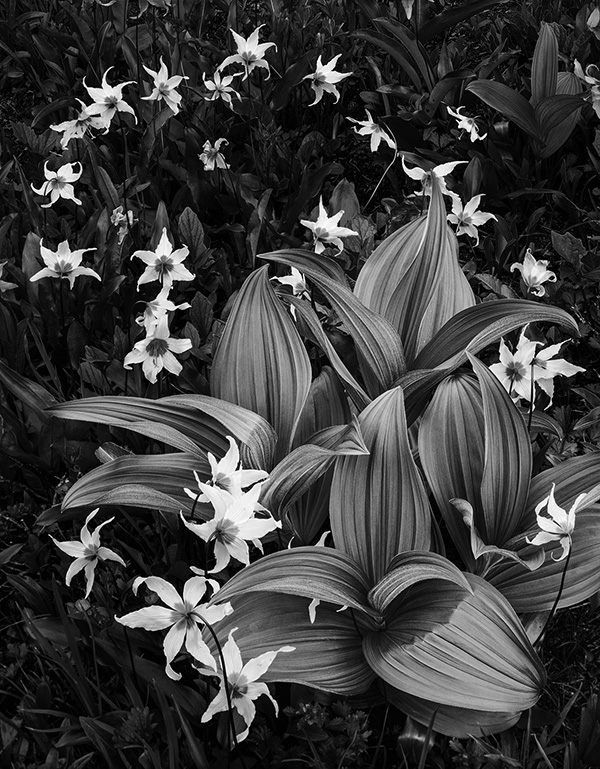 Lilly Promenade II was photographed by Bruce Jackson at Mt. Rainier National Park