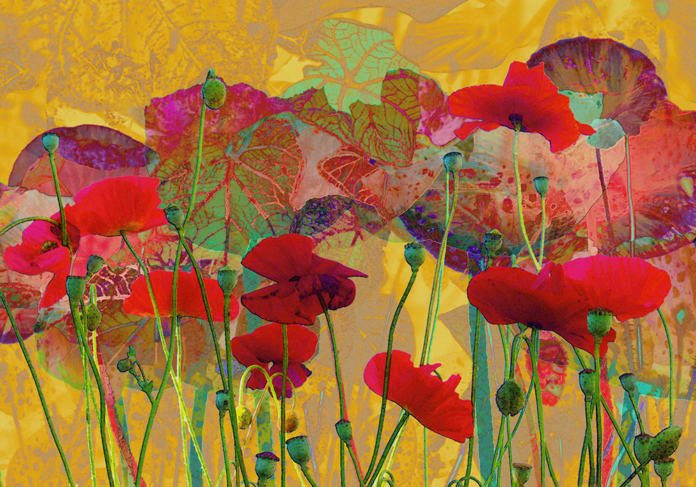 Red Poppies in a digital media artwork by Dorothy Freudenberg.