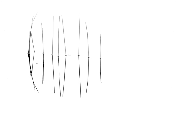 Mirror Reeds — Dorothy Freudenberg