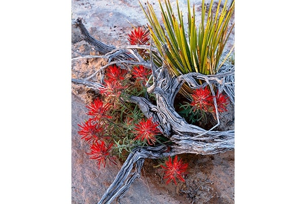 Desert Rhythm — Bruce Jackson