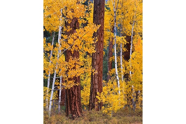 Speaking Fluent Aspen — Bruce Jackson