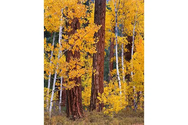 Speaking Fluent Aspen — Bruce Jackson
