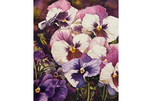 Pansy Blooms — Annie Ferder