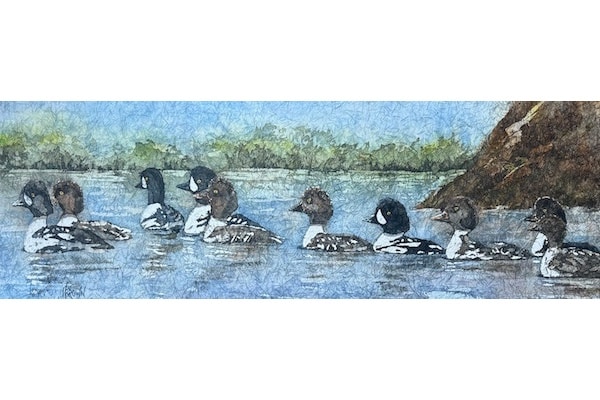 Gaggle of Goldeneye — Helen Brown