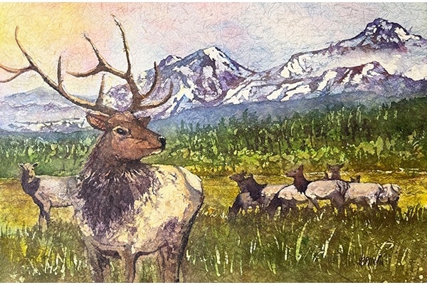 Cascade Elk — Helen Brown