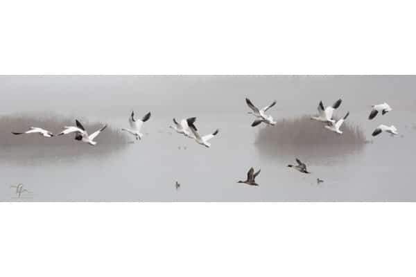 First Flight of the Morning — Holly Fischer