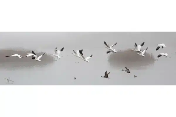 First Flight of the Morning — Holly Fischer